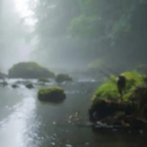 Fondo de bosque difuminado